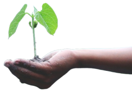 En bixoto compensamos el CO2 generado
