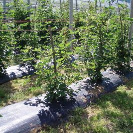 Maille de dissimulation Faura Noir 1 x 100 m