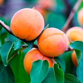 Kiehl's Gommage Visage Ananas Papaye 100 ml