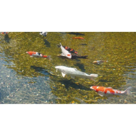 Ubbink AlgClear 20000 - Stérilisateur UV-C 18W pour bassin à poissons jusqu'à 10 m³ - Anti-algues vertes et bactéries - Raccords 1½ pouces