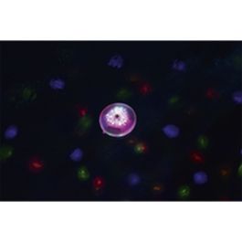 Lumière Solaire Flottante pour Piscine Bestway Ø 14 cm (1 Unité)