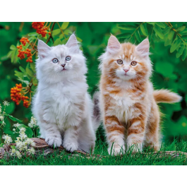 Nathan 12001868 - Puzzle 2000 pièces, Chatons Sibériens - À partir de 14 ans - Collection Tendresse - Qualité supérieure