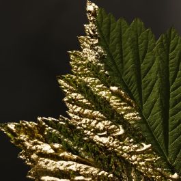 Set de Parfum Femme BOSS BOSS BOTTLED