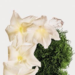 Calvin Klein CK Cotton Musk Brume pour le Corps Unisexe 236 ml