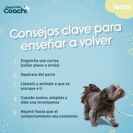 Harnais pour Chien Coachi
