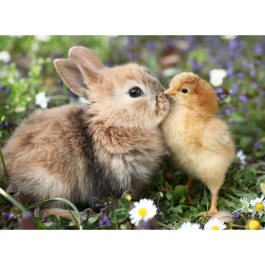 Ravensburger Puzzle 12001900 500 pièces - Lapin et poussin, Collection Bébés animaux, à partir de 12 ans