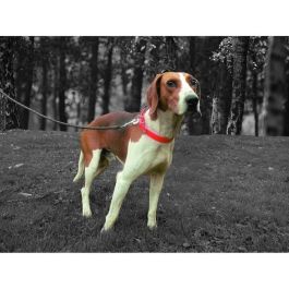 Aime Collier pour Chien Orange Fluo Ultra Résistant PVC Nylon Ajustable 52-57cm Largeur 25mm