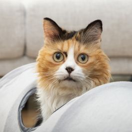 Tunnel de Jeu Pliable pour Animaux de Compagnie Funnyl InnovaGoods