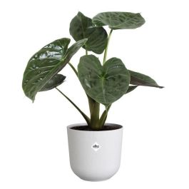 ELHO Pot de fleurs - Jazz Rond - Blanc - L 35 x B 34.5 x H 32 cm - Intérieur - 100% recyclé
