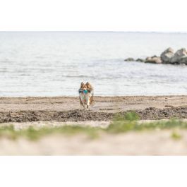 Jouet pour chien Trixie Turquoise ø 6 x 23 cm Ballon