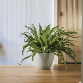 Element Pot de fleurs rond Ø 40 cm EDA - 26,2 L avec système de drainage - Cache-pot intérieur et extérieur résistant - Ø 39,4 x H 31,6 cm - Couleur kaki