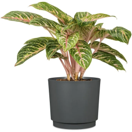 Deroma Pot de Fleurs Rond 236 13 Litres - 29 cm de Diametre - Noir - Design Elegant et Durable pour Interieur et Exterieur