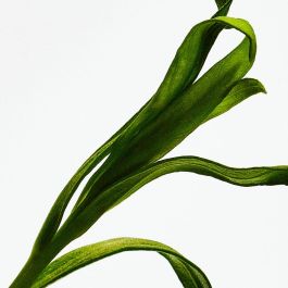 Loewe Coffret Parfum Homme Esencia 3 Pièces Eau de Parfum 100ml + Eau de Toilette 2x10ml