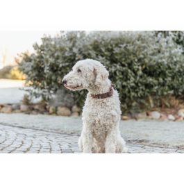 Collier pour Chien Trixie Rustic Brun foncé M