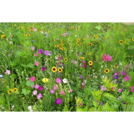 BHS - Mélange de fleurs pour papillons - 230 g - 39 variétés vivaces et annuelles (Belle de jour, Julienne, Nielle, Campanule, Souci, Pétunia, Népéta, Lavande)