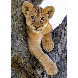 Nathan - Puzzle 1000 pièces Lionceau du désert, Collection Vie Sauvage - À partir de 14 ans, Encastrement Parfait - Réf. 12001884