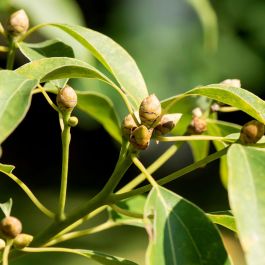 Kiehl'S Crème à raser ULTIMATE BRUSHLESS 75 ml