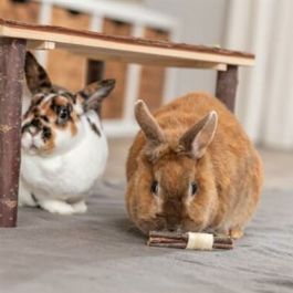 Jouet de dressage Trixie Bois Algues marines 10 × 3 CM (2 Unités)