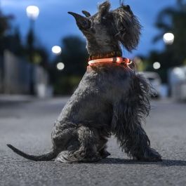 Collier à LED pour Animaux Petlux InnovaGoods Precio: 9.5000004. SKU: V0103458