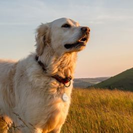 Câble USB Hama 00185815 Blanc