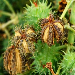 Kiehl'S Crème de Corps Huile Sèche Nourrissante 175 ml