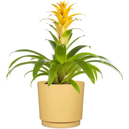 Deroma 236 Pot de fleurs rond 13 litres, diametre 29 cm, jaune, design elegant pour interieur et exterieur