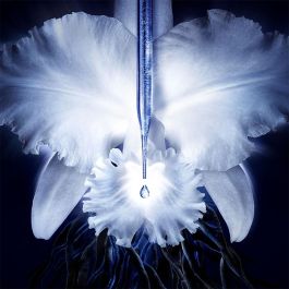 Guerlain Orchidée Impériale Concentré 50 mL