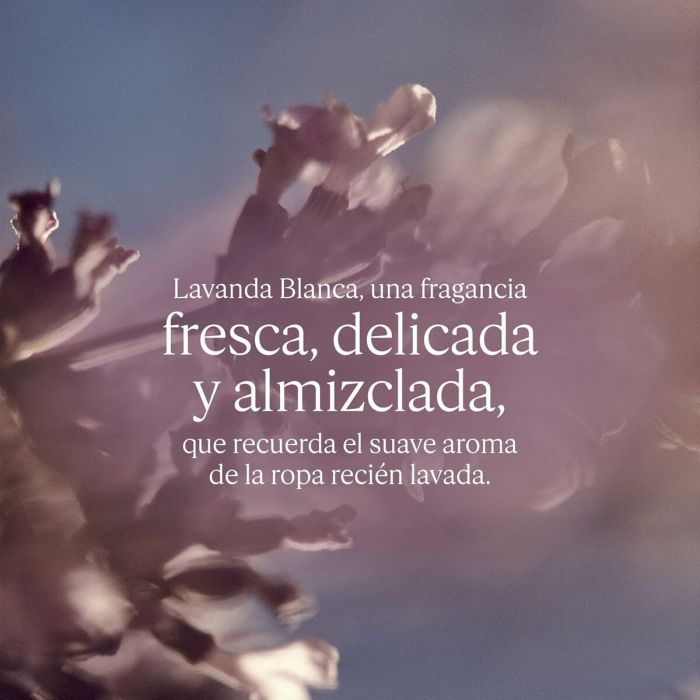 Parfum Femme L'Occitane En Provence LAVANDE 50 ml 3