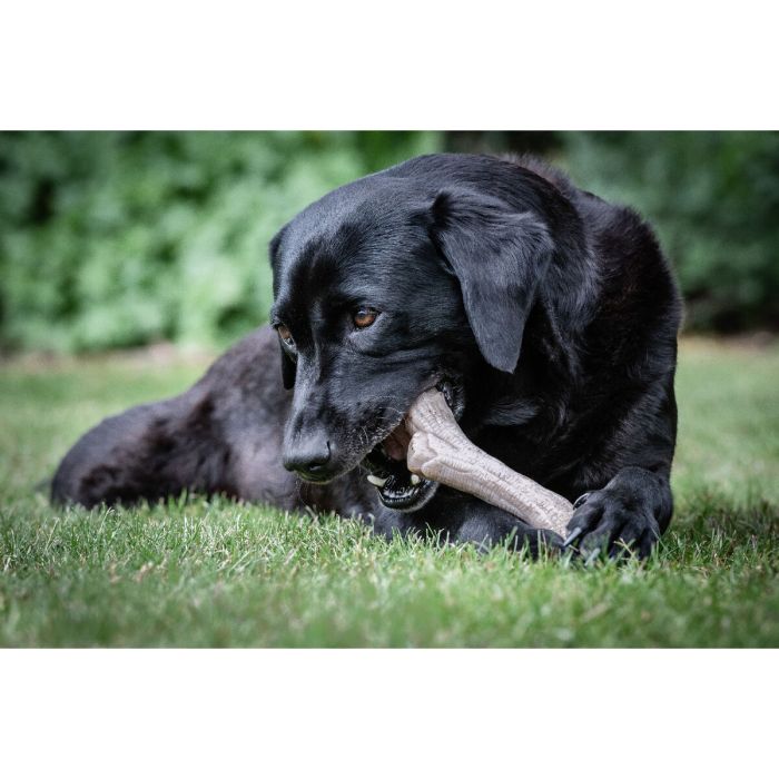Jouet pour chien Nylabone Marron Beurre de cacahuètes XL 4 Jouet pour chien Nylabone Marron Beurre de cacahuètes XL 4