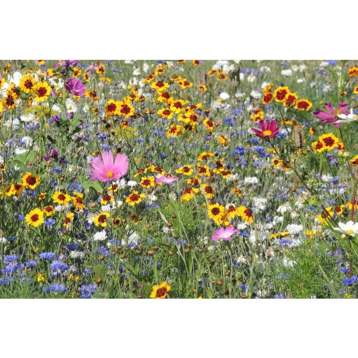 BHS Mélange de graines pour abeilles - 26 variétés de fleurs annuelles mellifères - 230 g - Attire les pollinisateurs et favorise la biodiversité