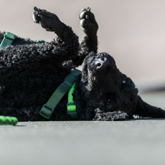 Collier de dressage Trixie Cavo Graphite Azul Océano M/L 43-51 cm 1 Collier de dressage Trixie Cavo Graphite Azul Océano M/L 43-51 cm 1