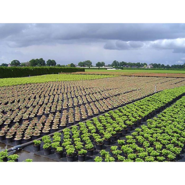 Maille de dissimulation Faura Noir 1