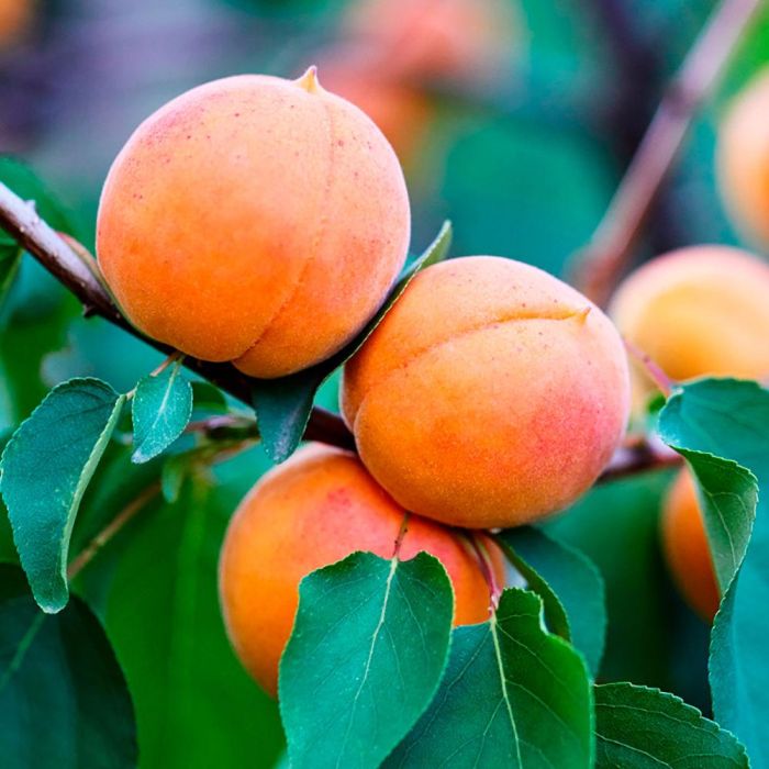 Kiehl'S Gommage Visage Ananas Papaye 100 mL 3 Kiehl'S Gommage Visage Ananas Papaye 100 mL 3