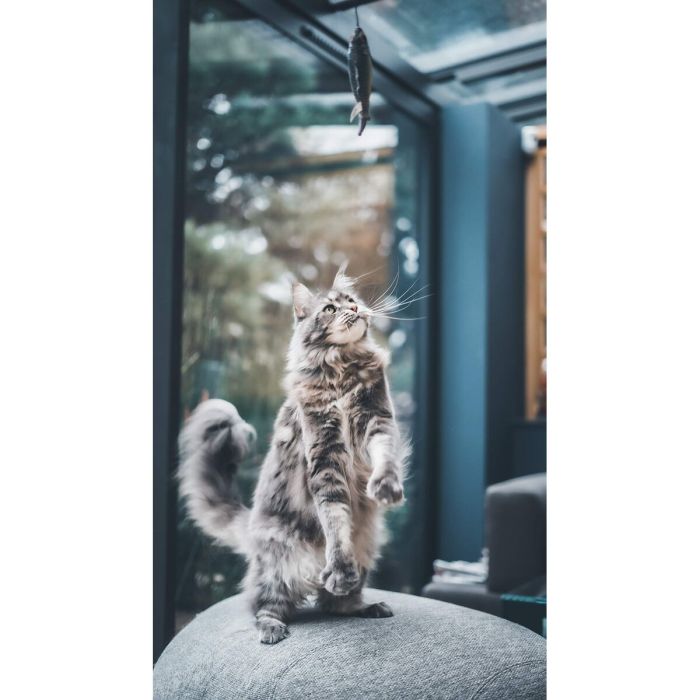 Jouet pour chats Aimé Bois 5