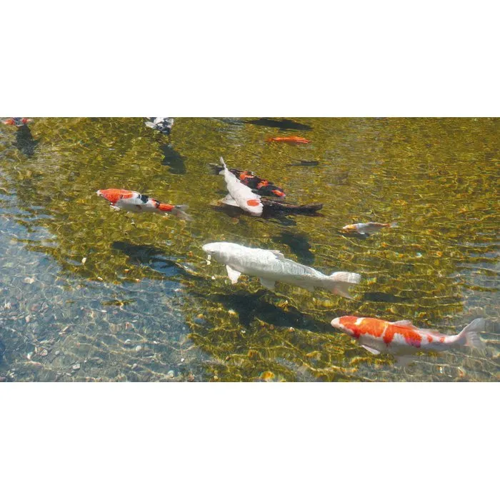 Ubbink AlgClear 20000 - Stérilisateur UV-C 18W pour bassin à poissons jusqu'à 10 m³ - Anti-algues vertes et bactéries - Raccords 1½ pouces