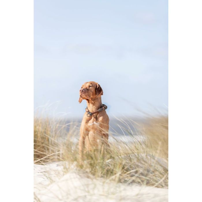 Collier d'entraînement pour chiens Trixie BE NORDIC Marron Gris foncé 50 cm 7 Collier d'entraînement pour chiens Trixie BE NORDIC Marron Gris foncé 50 cm 7