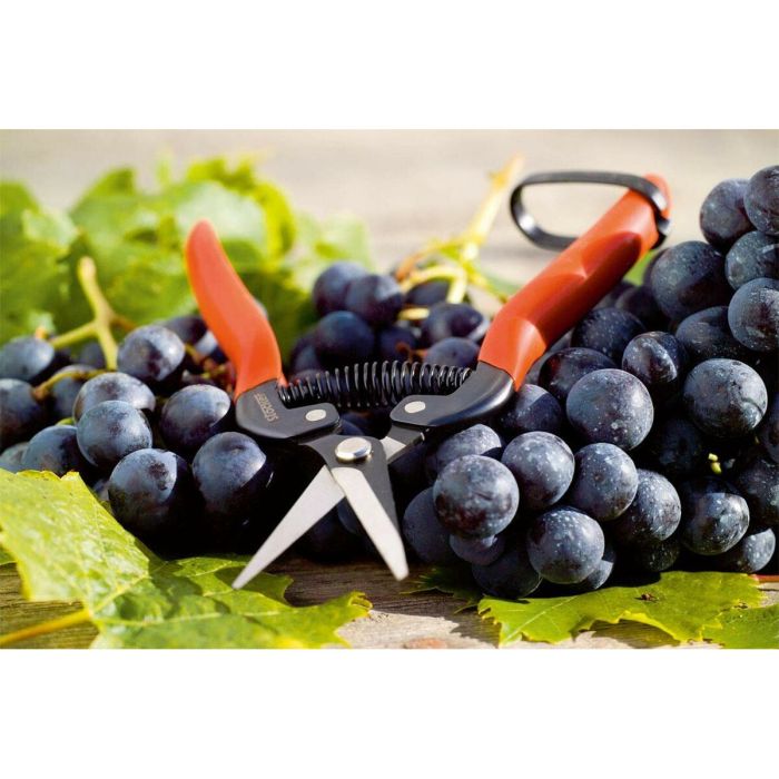 Ciseaux de jardin Stocker Acier forgé 19 cm Récolte des fruits et légumes Raisins 2