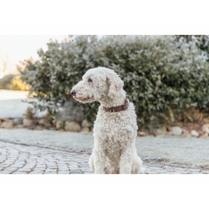 Collier pour Chien Trixie Rustic Brun foncé L 2