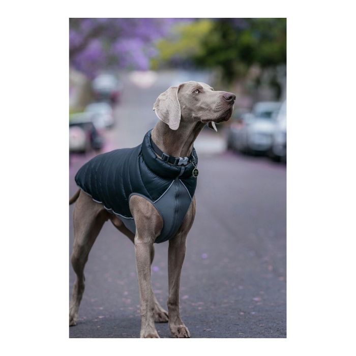 Manteau pour Chien Red Dingo Puffer Noir/Gris 30 cm 2 Manteau pour Chien Red Dingo Puffer Noir/Gris 30 cm 2