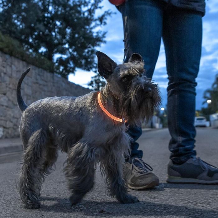 Collier à LED pour Animaux Petlux InnovaGoods