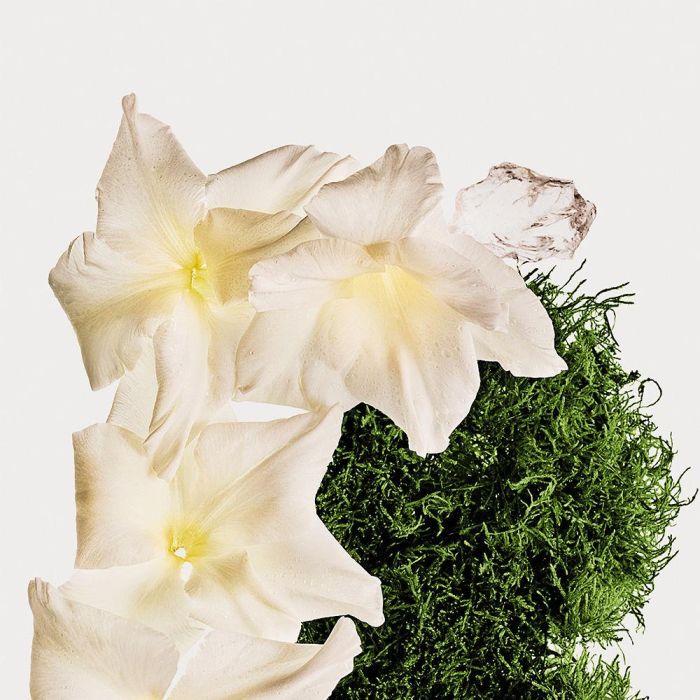 Calvin Klein Ck Cotton Musk Body Mist 236 mL 1