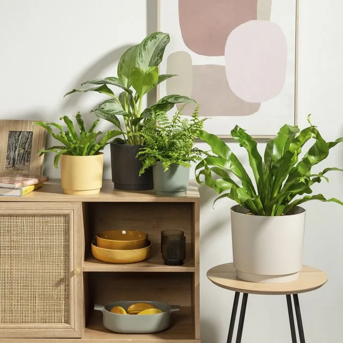 Deroma 236 Pot de fleurs rond 13 litres, diametre 29 cm, jaune, design elegant pour interieur et exterieur