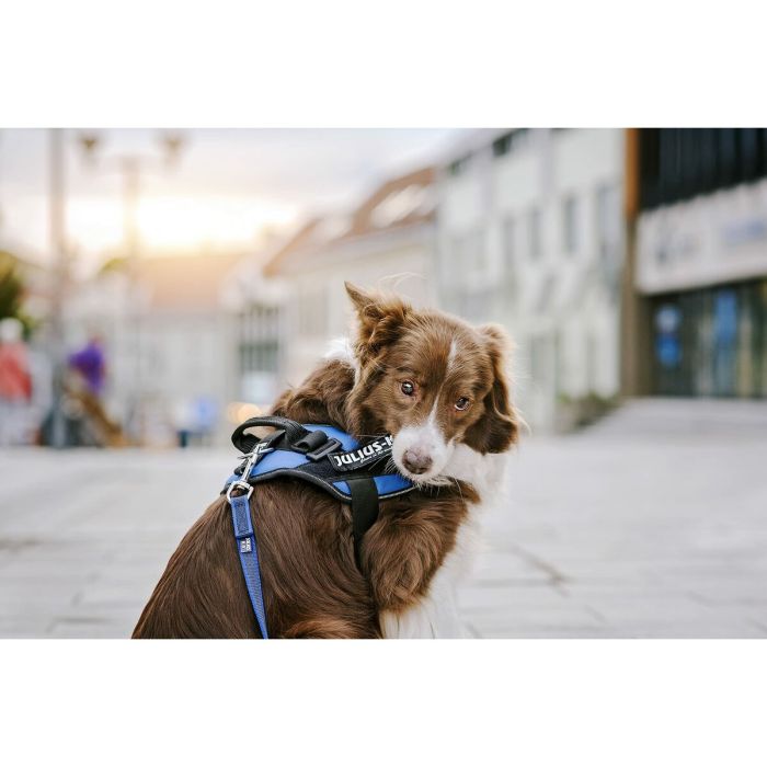 Étiquettes pour harnais Julius K9 151698 L 2 Unités 13