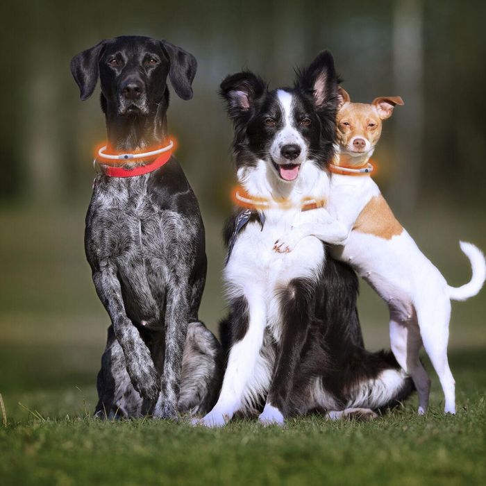 Collier à LED pour Animaux Petlux InnovaGoods