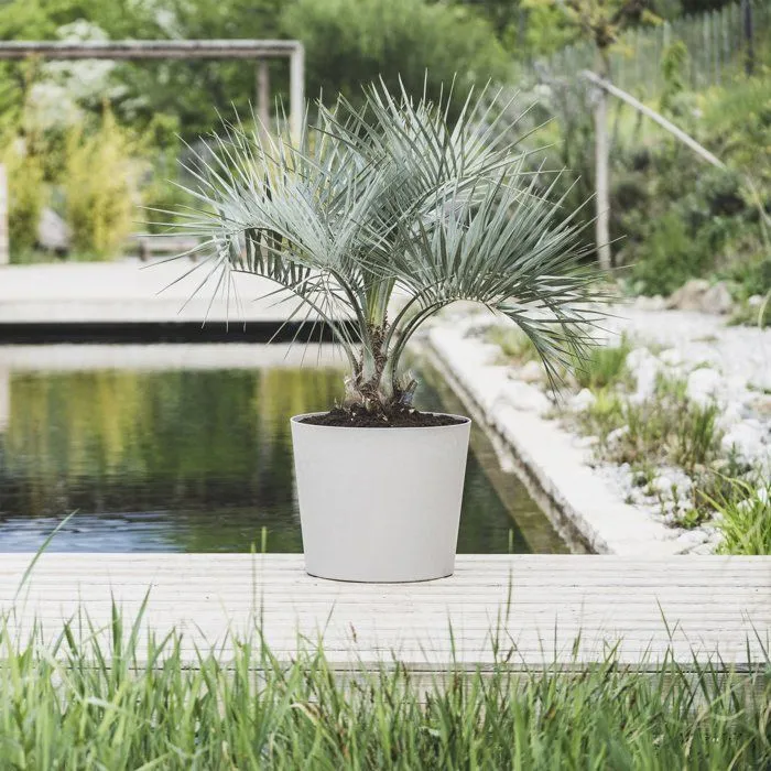 Eda Element Pot de Fleurs Conique 62.2 L - Ø 49.5 x H 42 cm - Finition Calcaire - Intérieur/Extérieur - Anti-Gel - Système de Drainage - Fabriqué en France