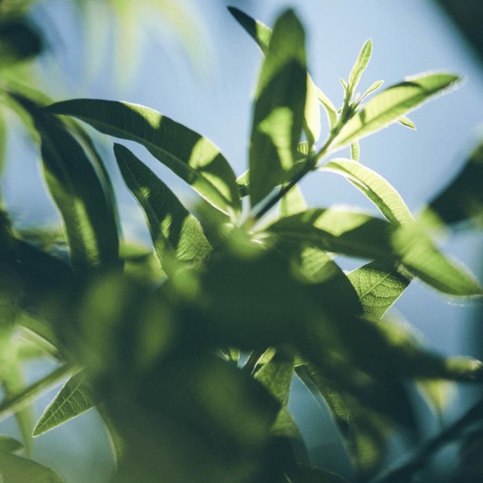 Gel de douche L'Occitane En Provence VERBENA 500 ml 4 Gel de douche L'Occitane En Provence VERBENA 500 ml 4