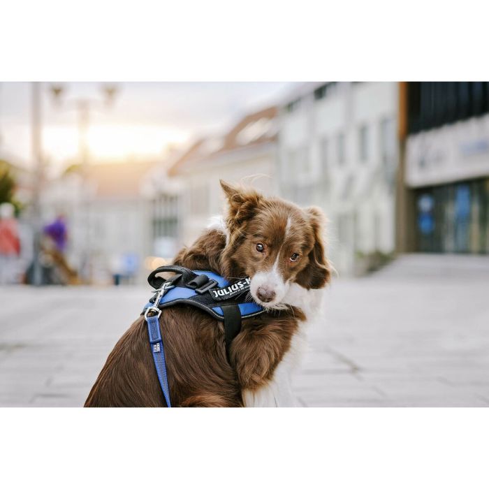 Étiquettes pour harnais Julius K9 DON'T TOUCH S Blanc Noir (2 Unités) 2 Étiquettes pour harnais Julius K9 DON'T TOUCH S Blanc Noir (2 Unités) 2