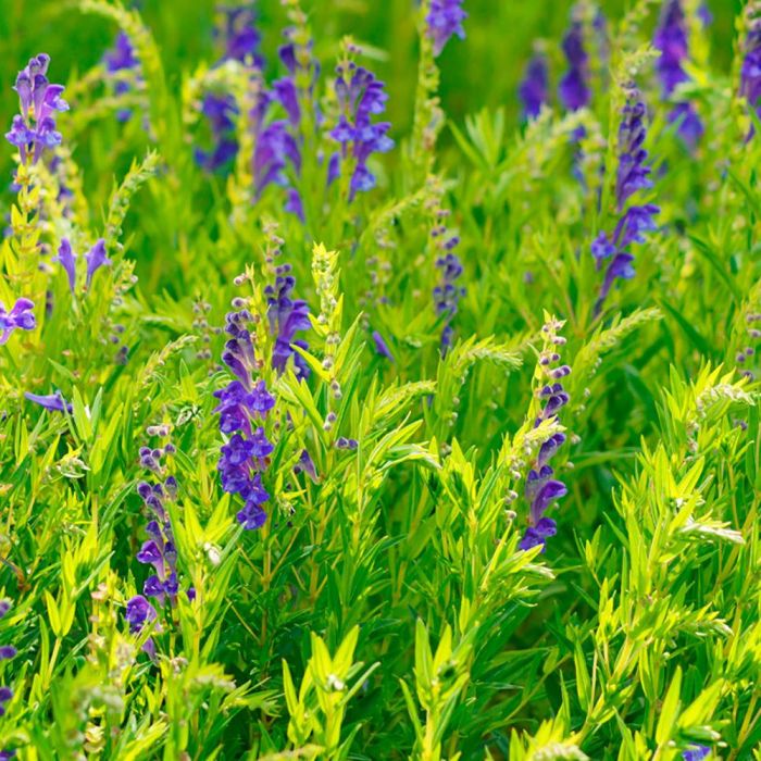 Kiehl'S Crème De Jour Ultra Light Uv Defense Anti-Pollution Pa++++ Spf50 30 mL 3