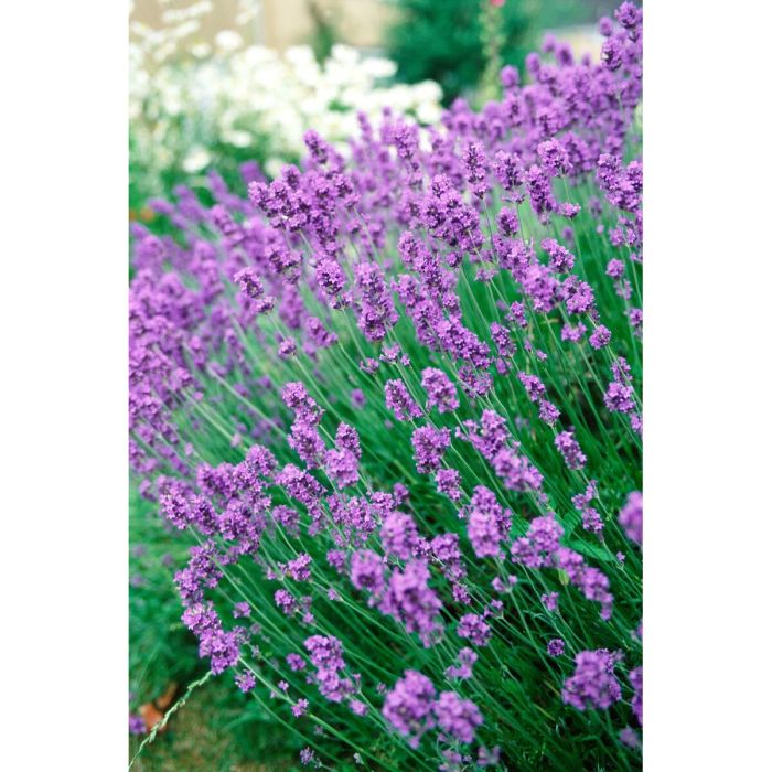 Anti-mites Orion Lavande 2 Anti-mites Orion Lavande 2