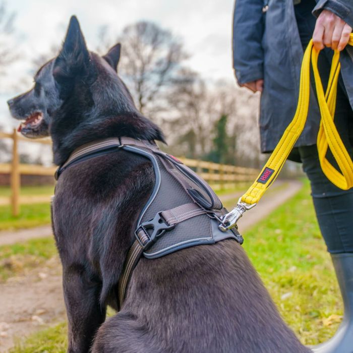 Harnais pour Chien Company of Animals L 6